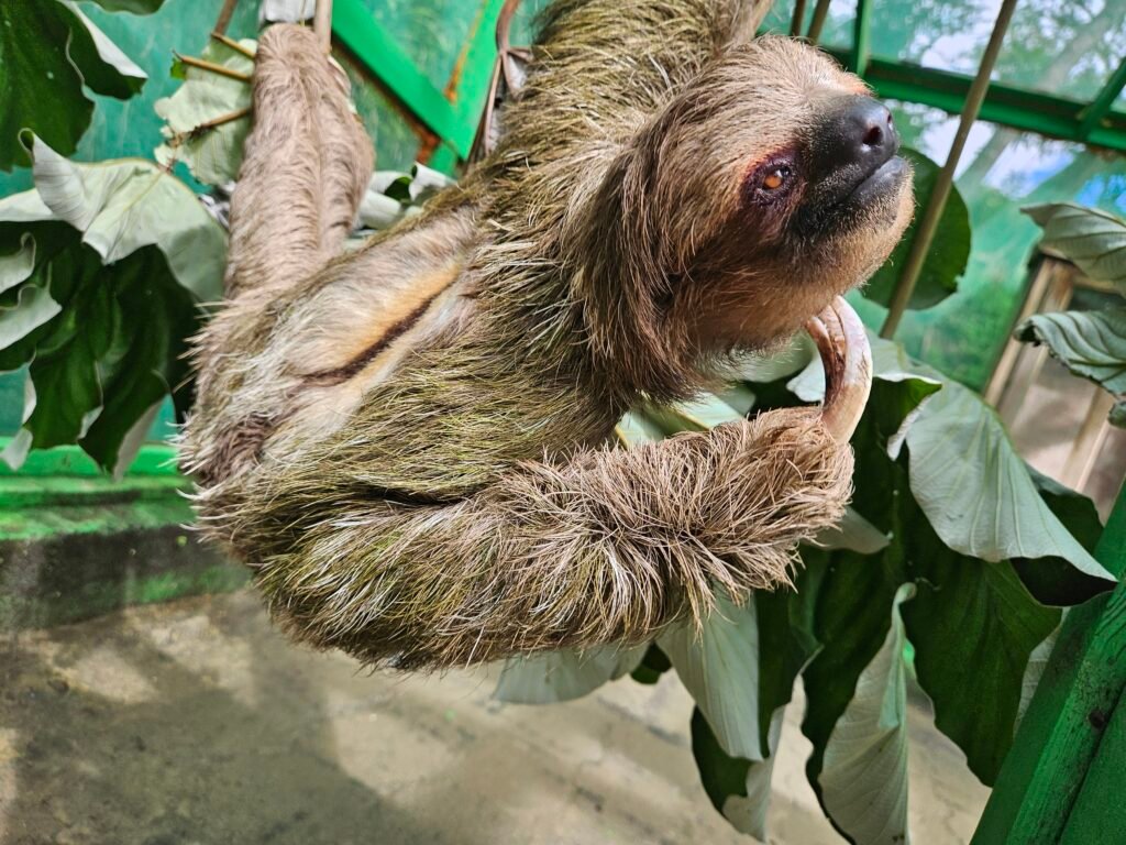 Close-up of a sloth hanging from a branch at AJ’s Monkeys & Sloths wildlife rescue in Roatán.